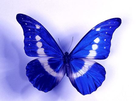 عکس پروانه مورفو آبی morpho butterfly